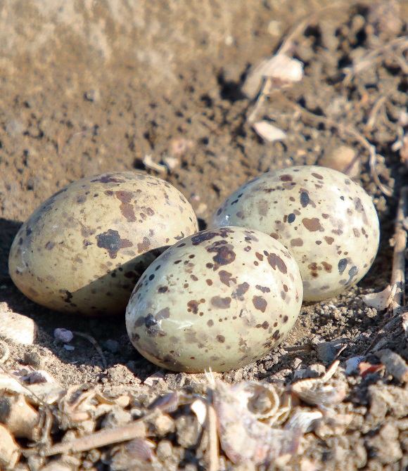 Die Biotop-Optimierungsarbeiten in unserem Zugvogelschutzgebiet 